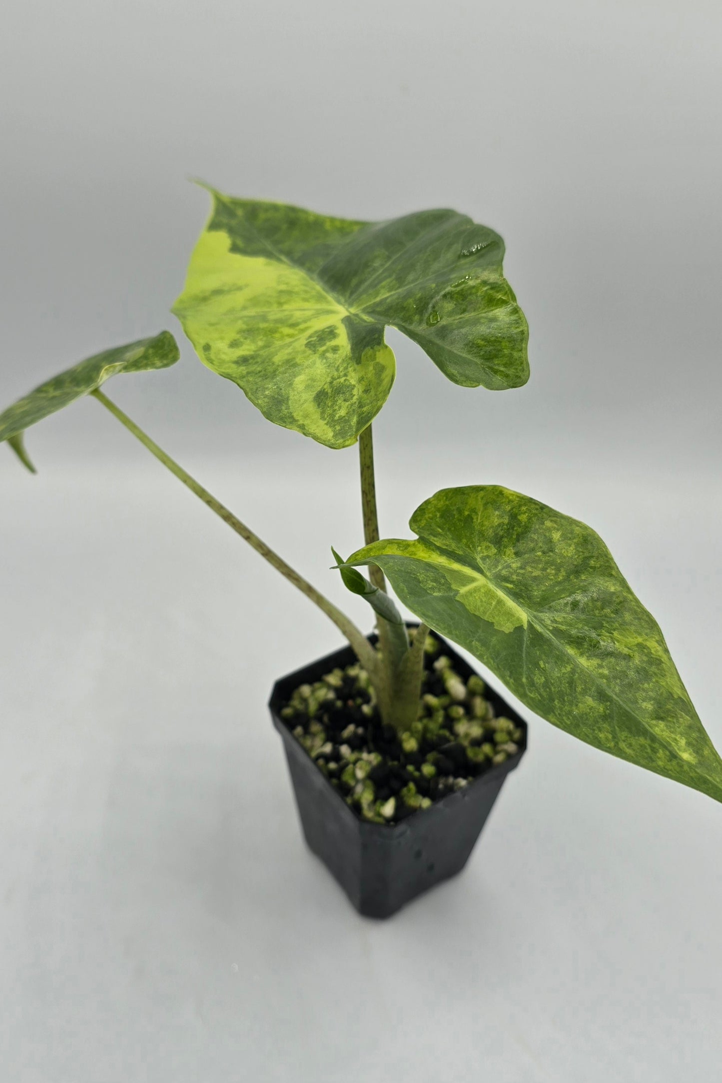 Alocasia Portodora Aurea Variegata
