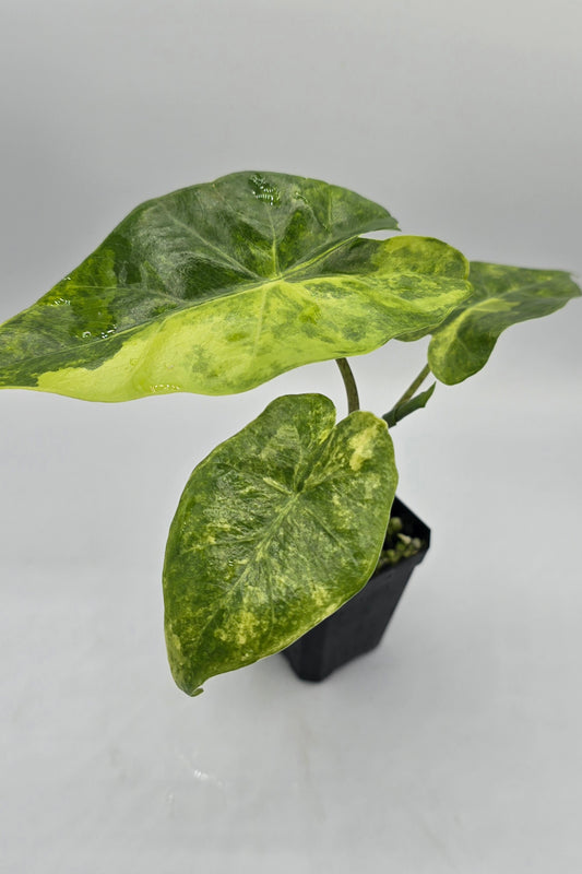 Alocasia Portodora Aurea Variegata Rhizome