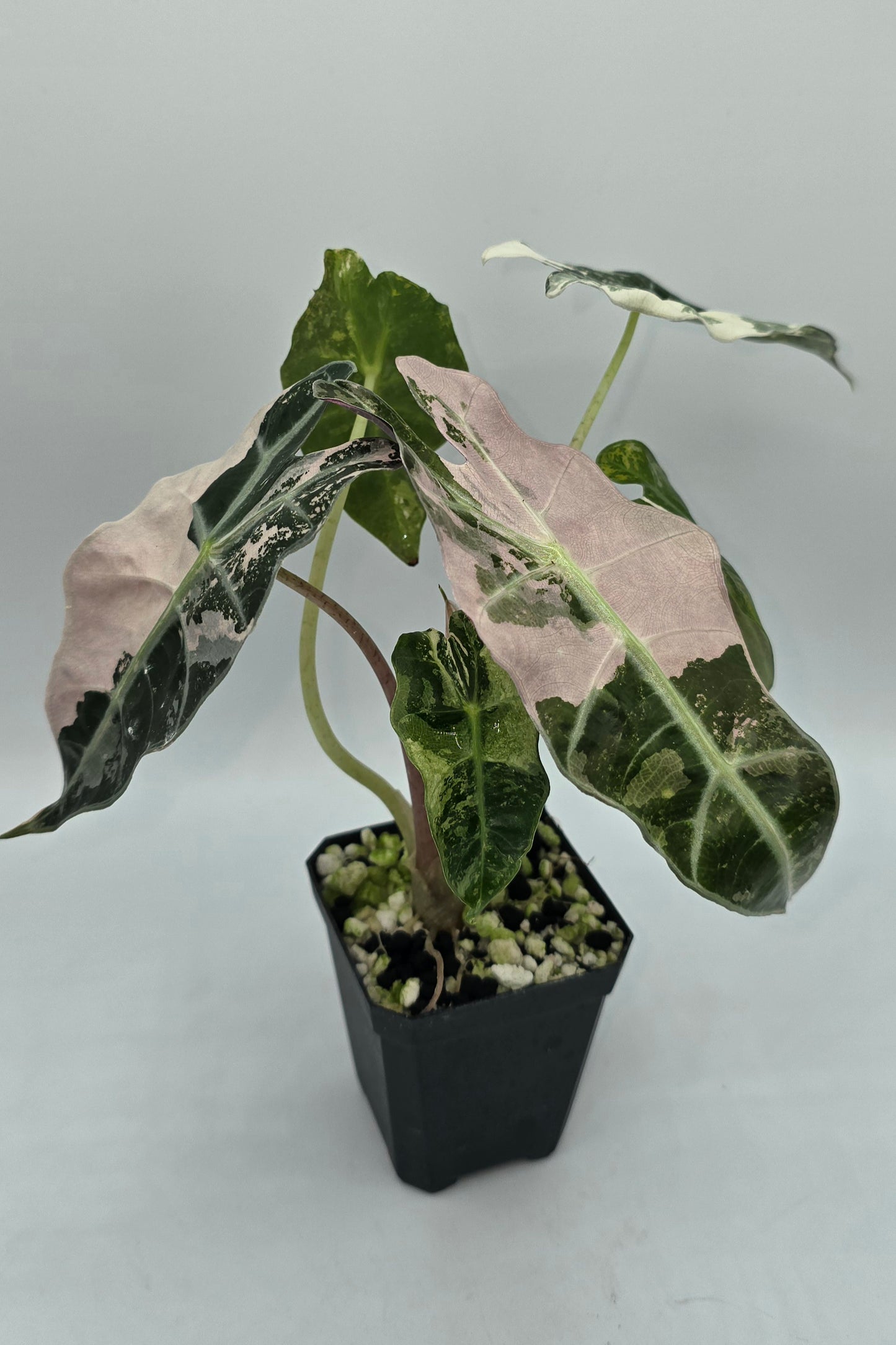 Alocasia Polly Snowflake Pink Variegata