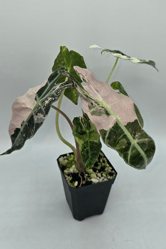 Alocasia Polly Snowflake Pink Variegata