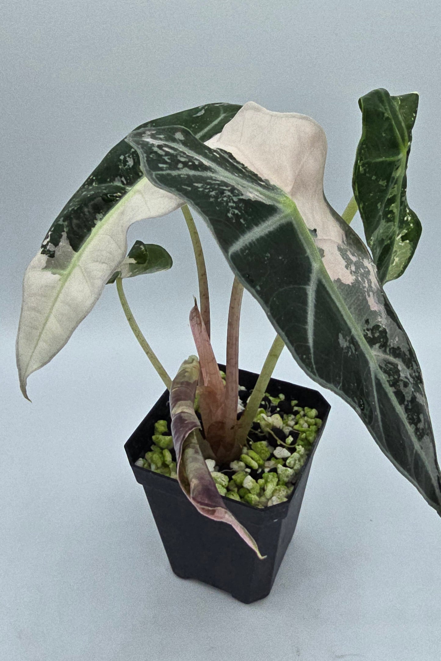 Alocasia Polly Snowflake Pink Variegata