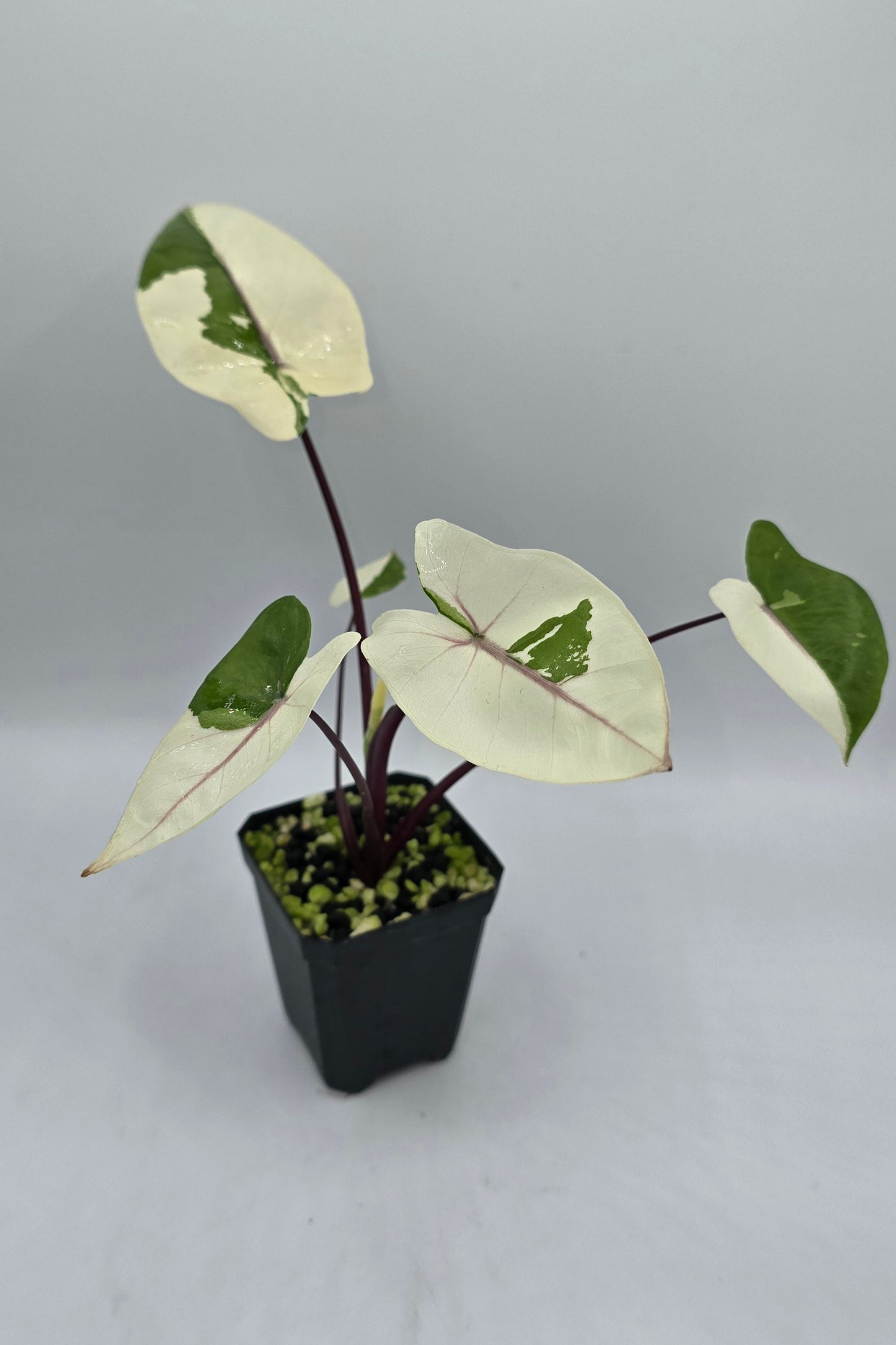 Alocasia Black Stem Variegata