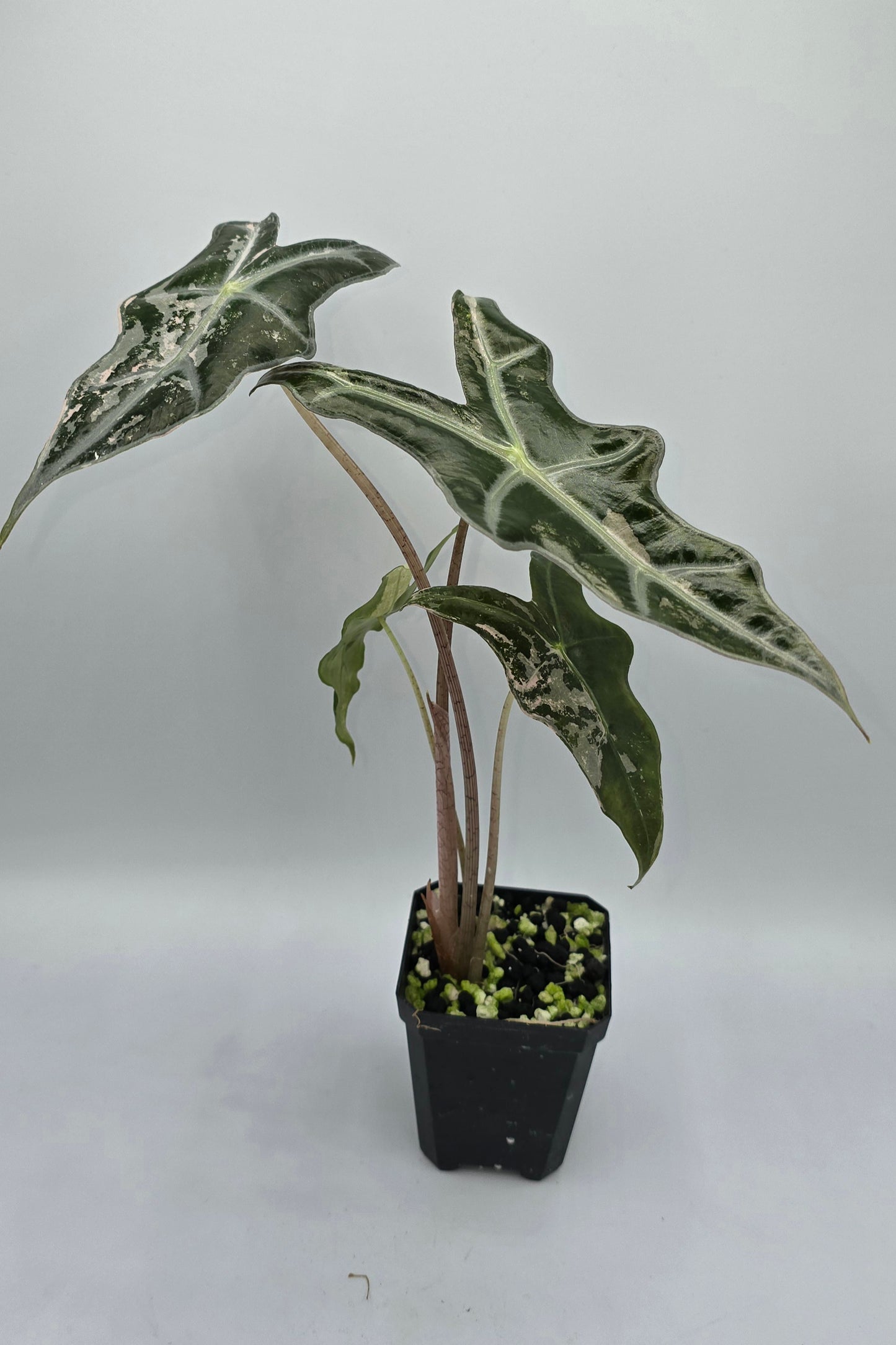 Alocasia Nobilis Pink Variegata