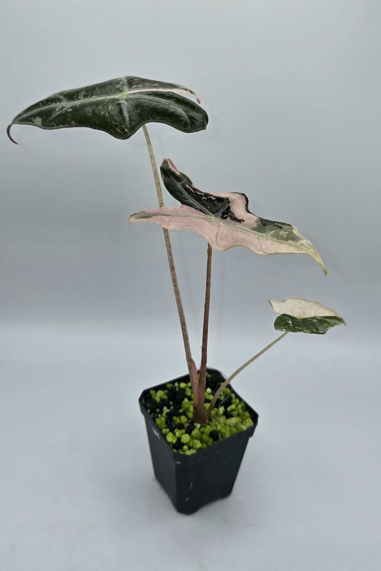 Alocasia Nobilis Pink Variegata