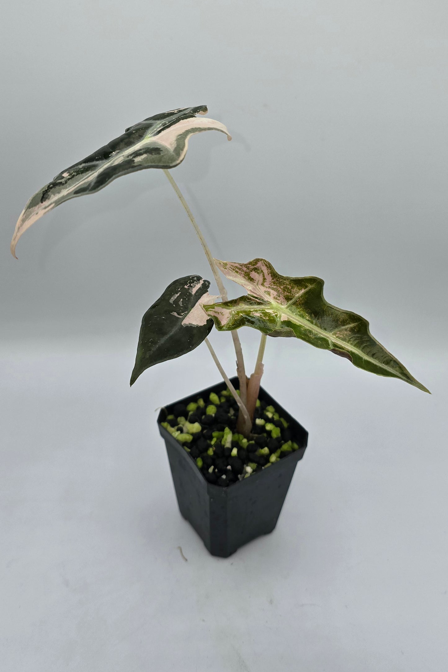 Alocasia Nobilis Pink Variegata