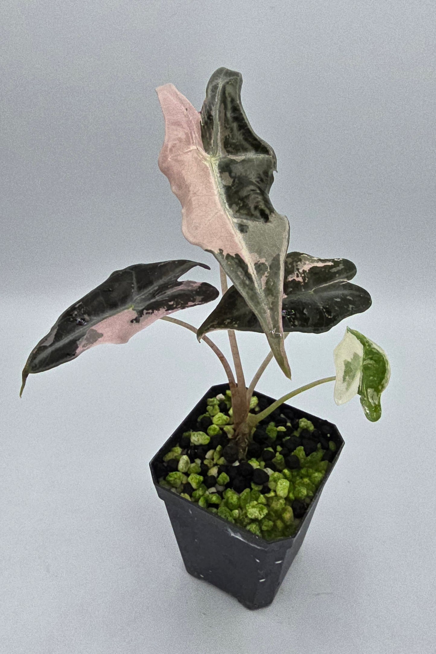 Alocasia Nobilis Pink Variegata