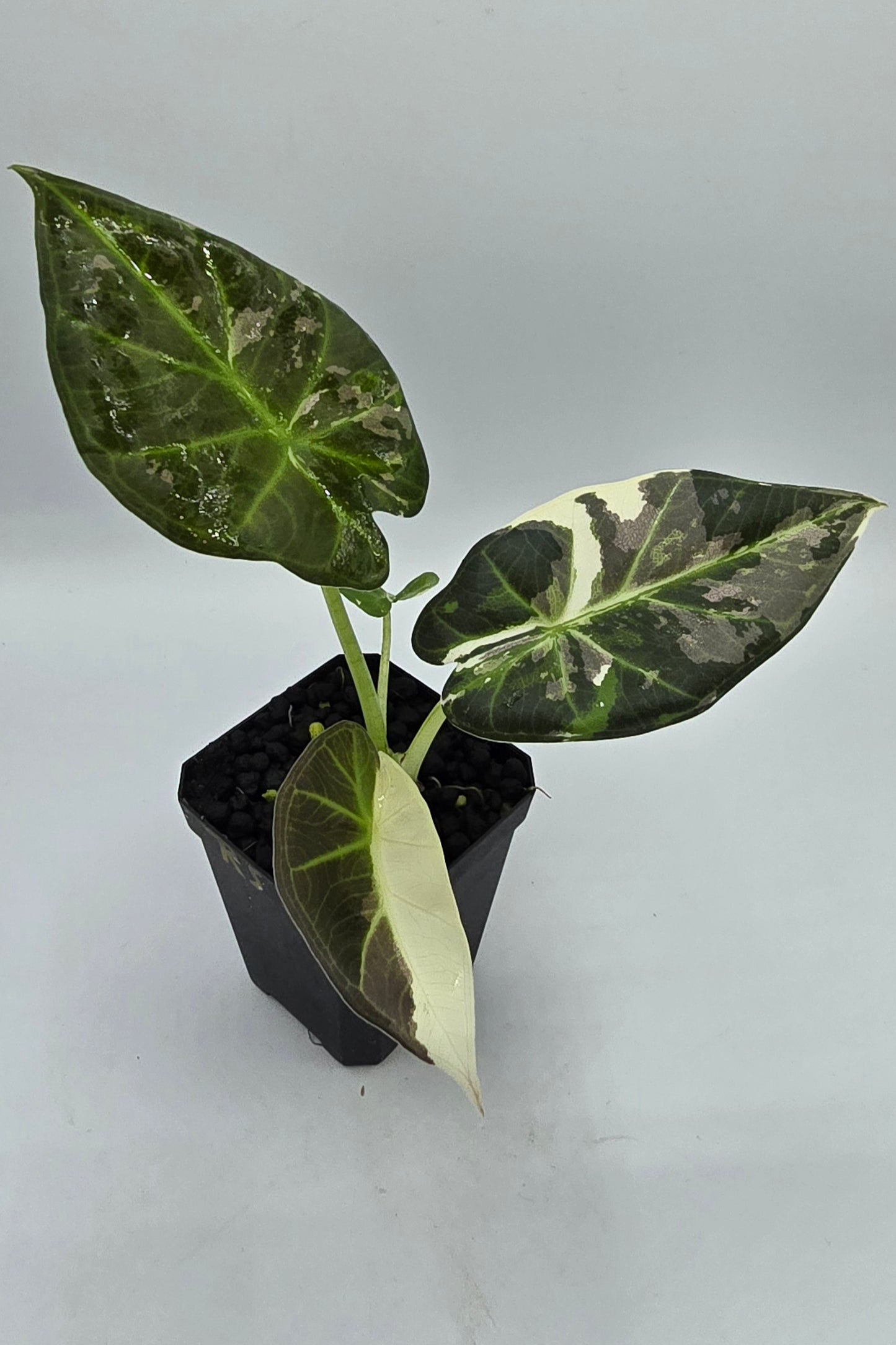 Alocasia Regal Shield Albo Variegata