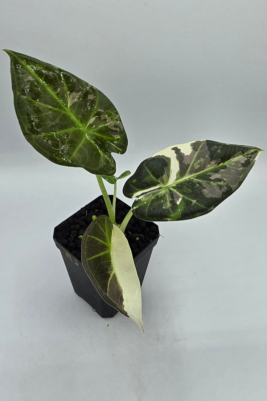 Alocasia Regal Shield Albo Variegata