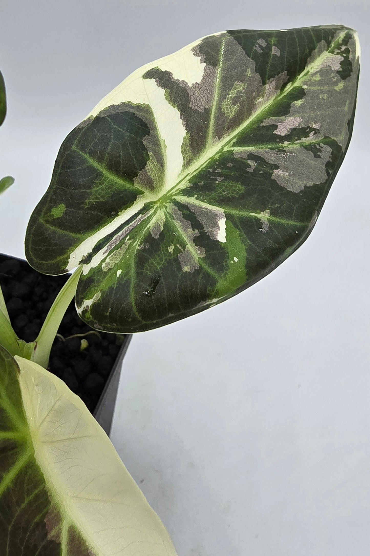Alocasia Regal Shield Albo Variegata