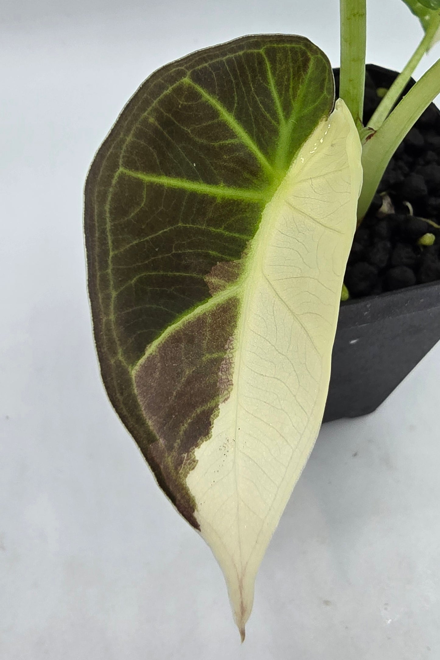 Alocasia Regal Shield Albo Variegata