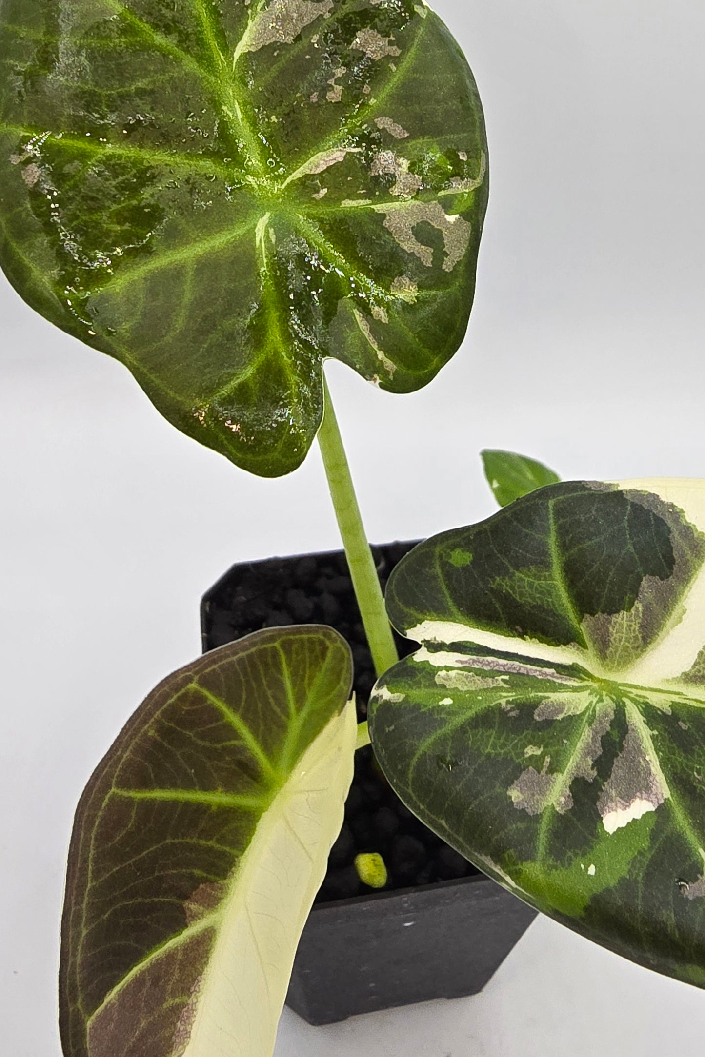 Alocasia Regal Shield Albo Variegata