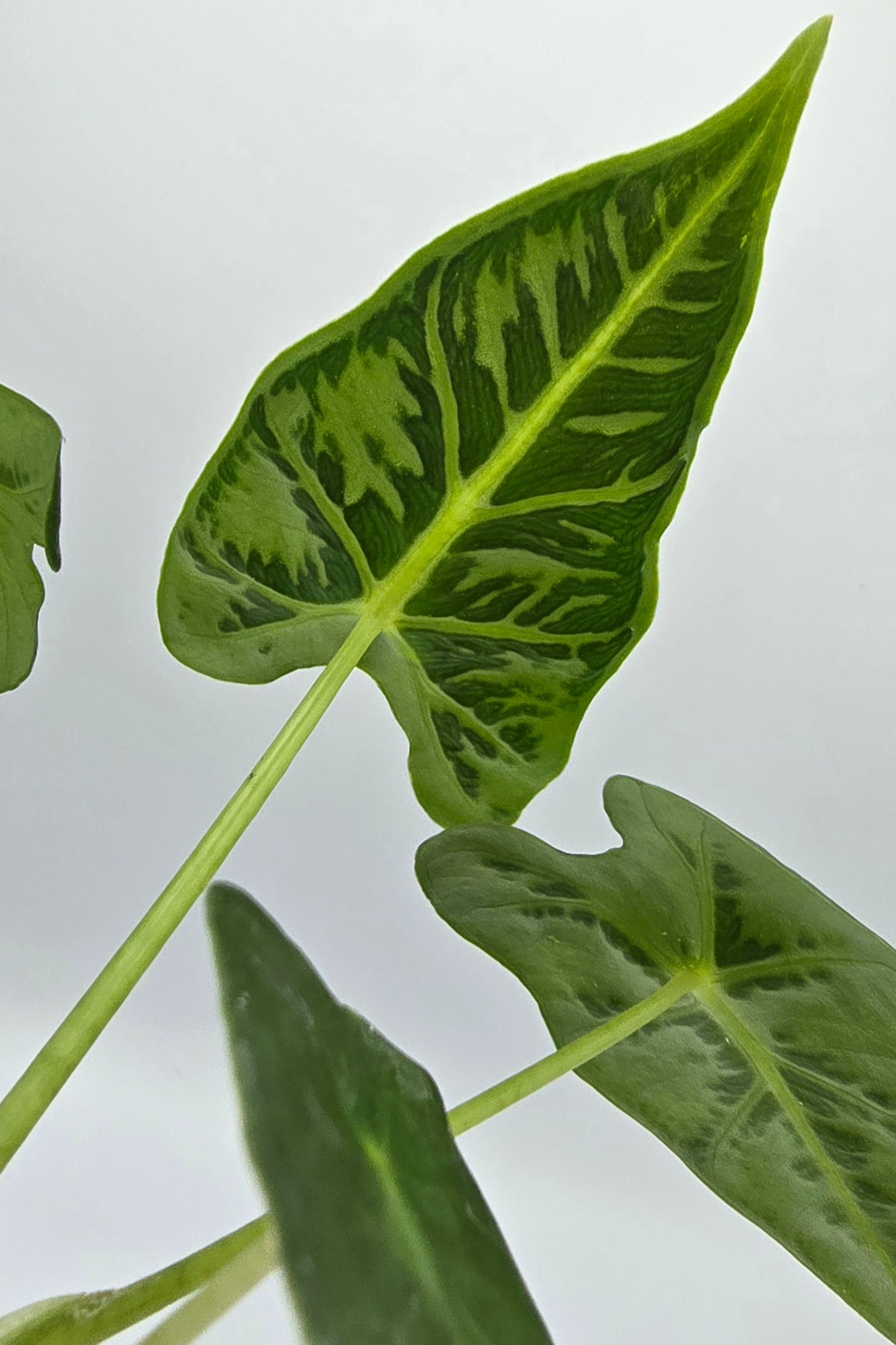Alocasia Frydek Tattoo