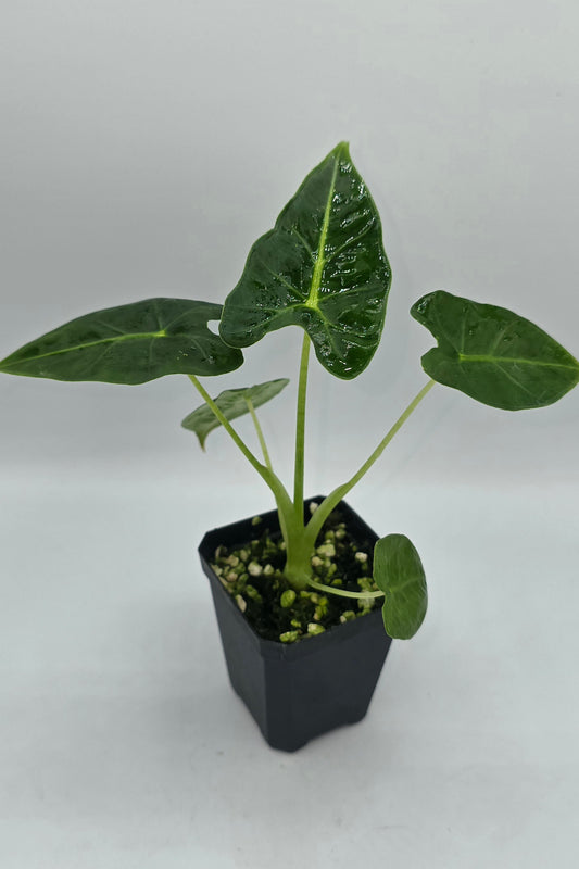Alocasia Frydek Tattoo