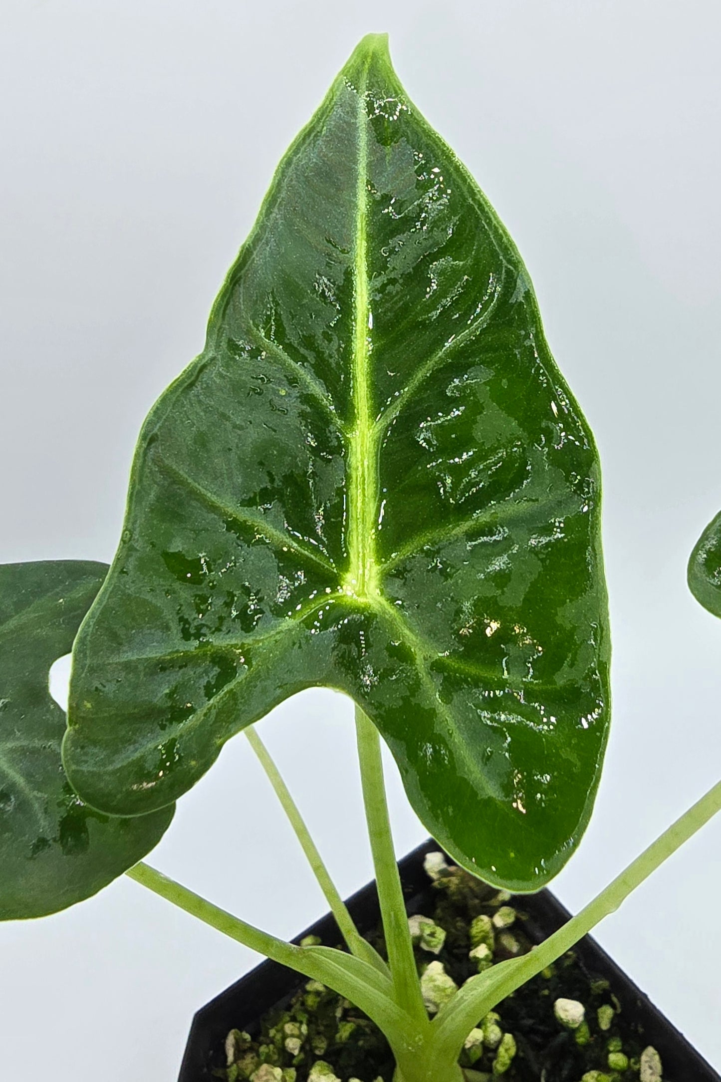 Alocasia Frydek Tattoo