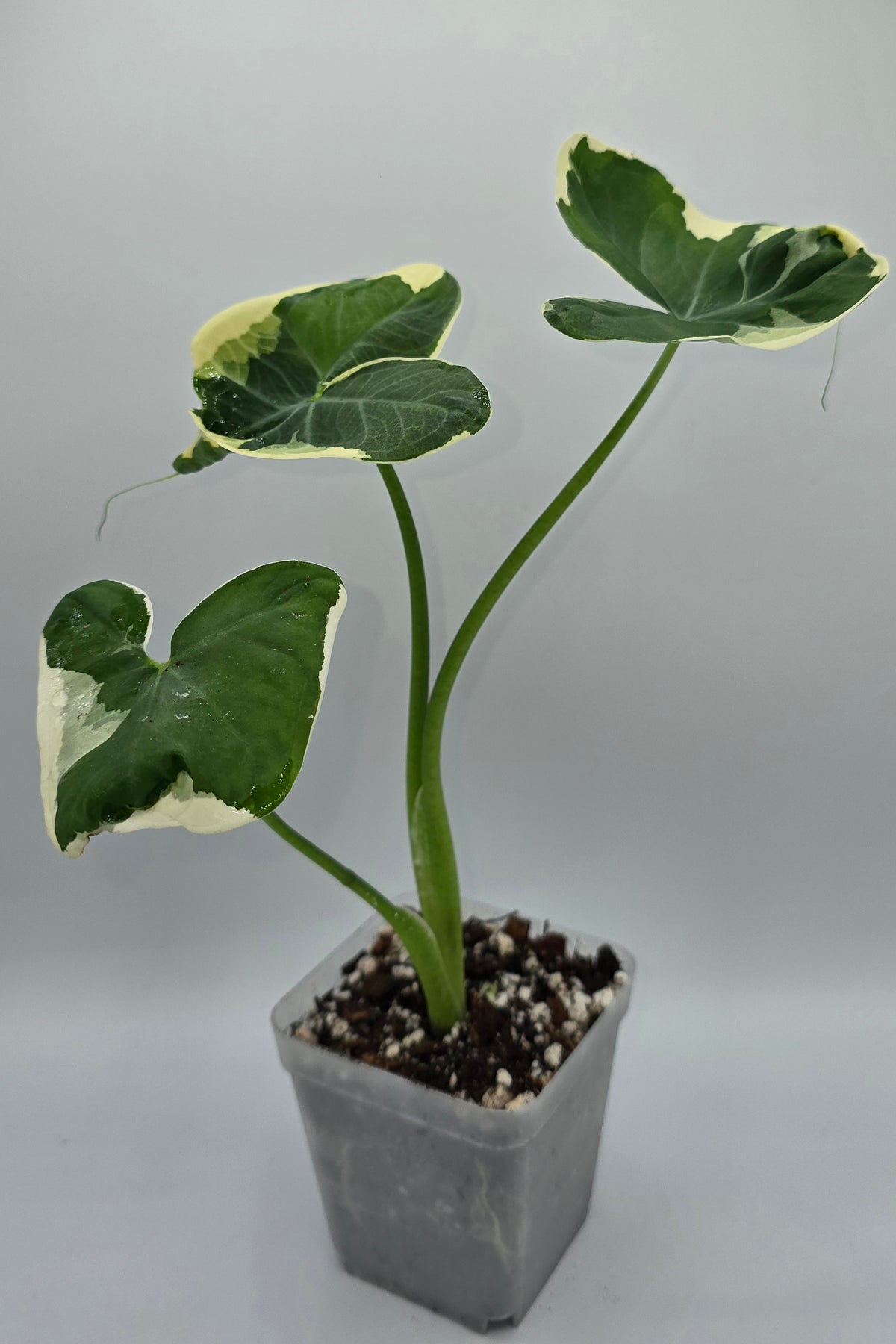 Xanthosoma Mickey Mouse Variegata | Alocasia Mickey Mouse
