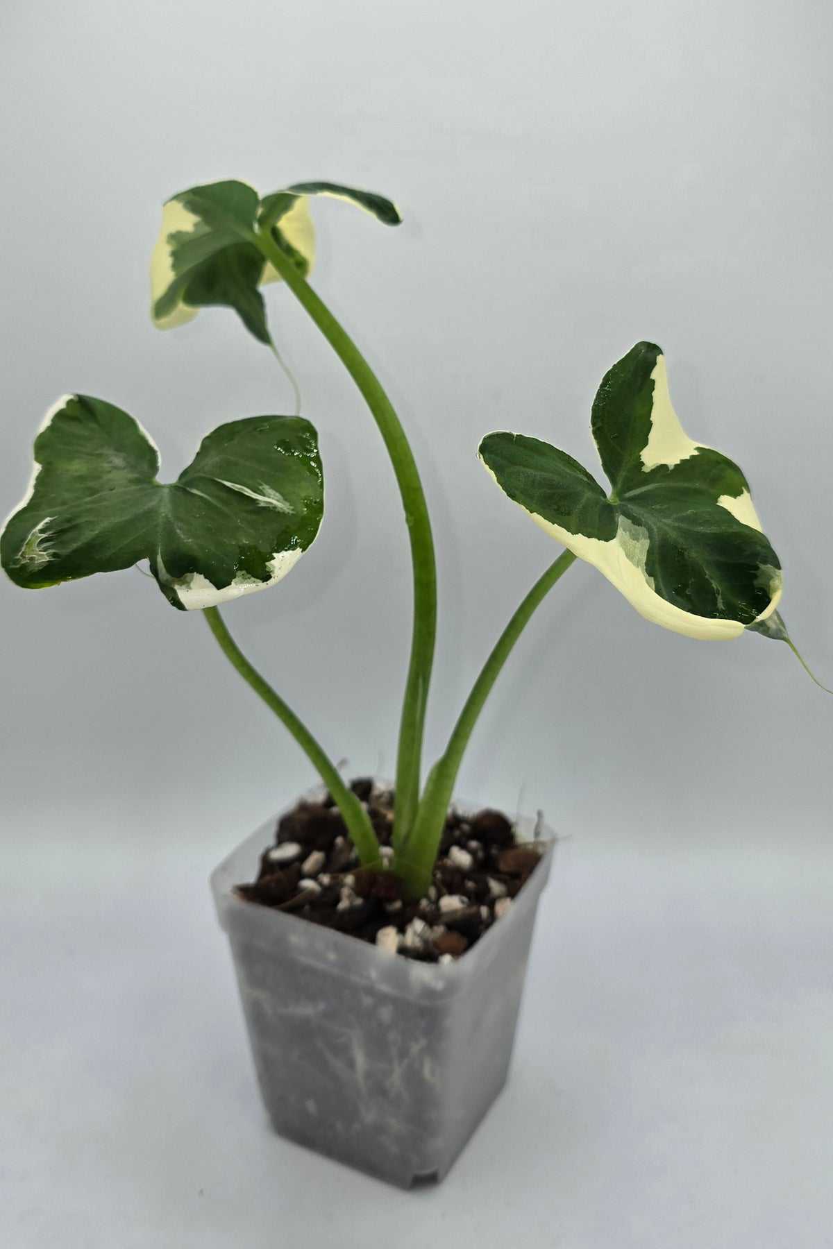 Xanthosoma Mickey Mouse Variegata | Alocasia Mickey Mouse