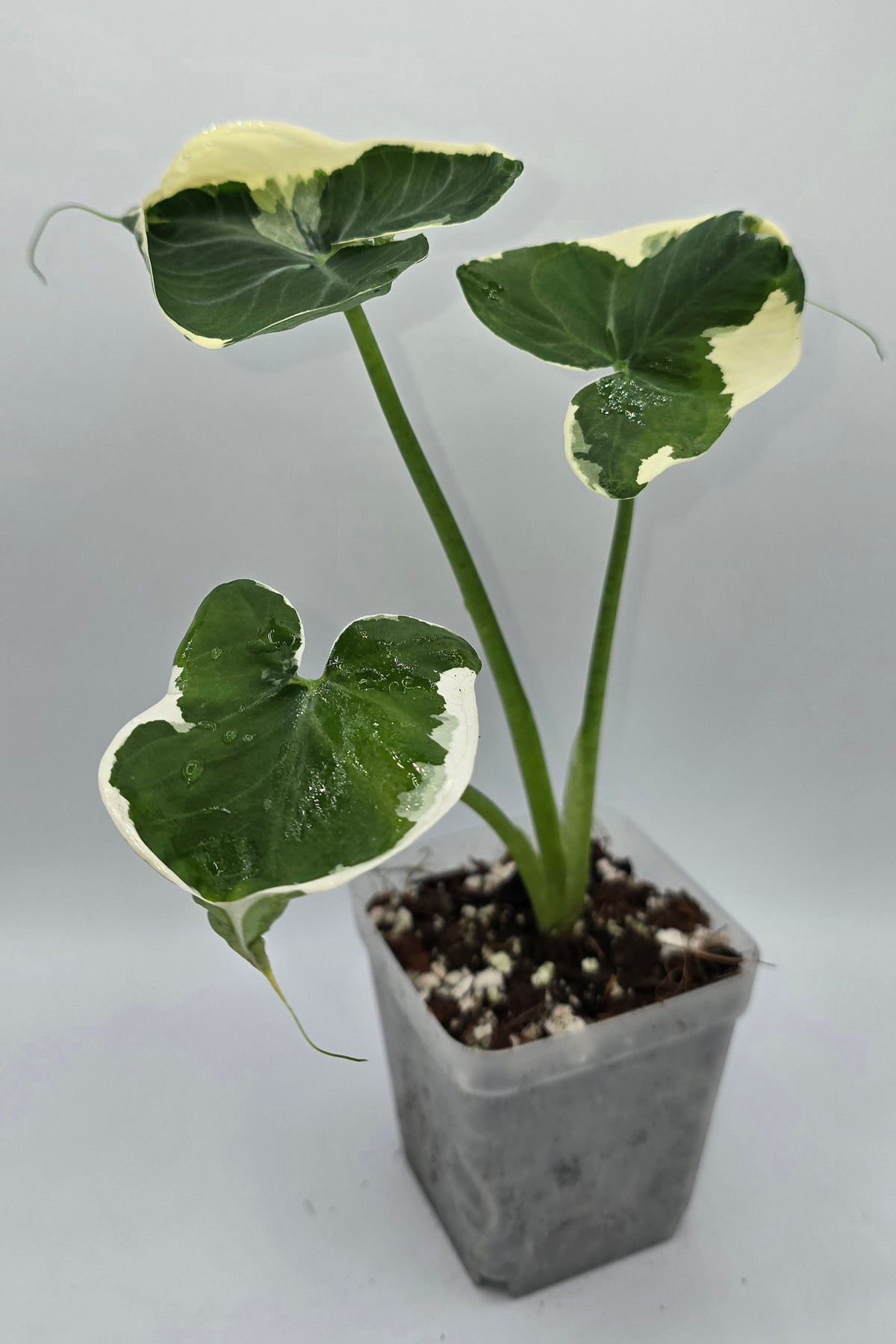 Xanthosoma Mickey Mouse Variegata | Alocasia Mickey Mouse