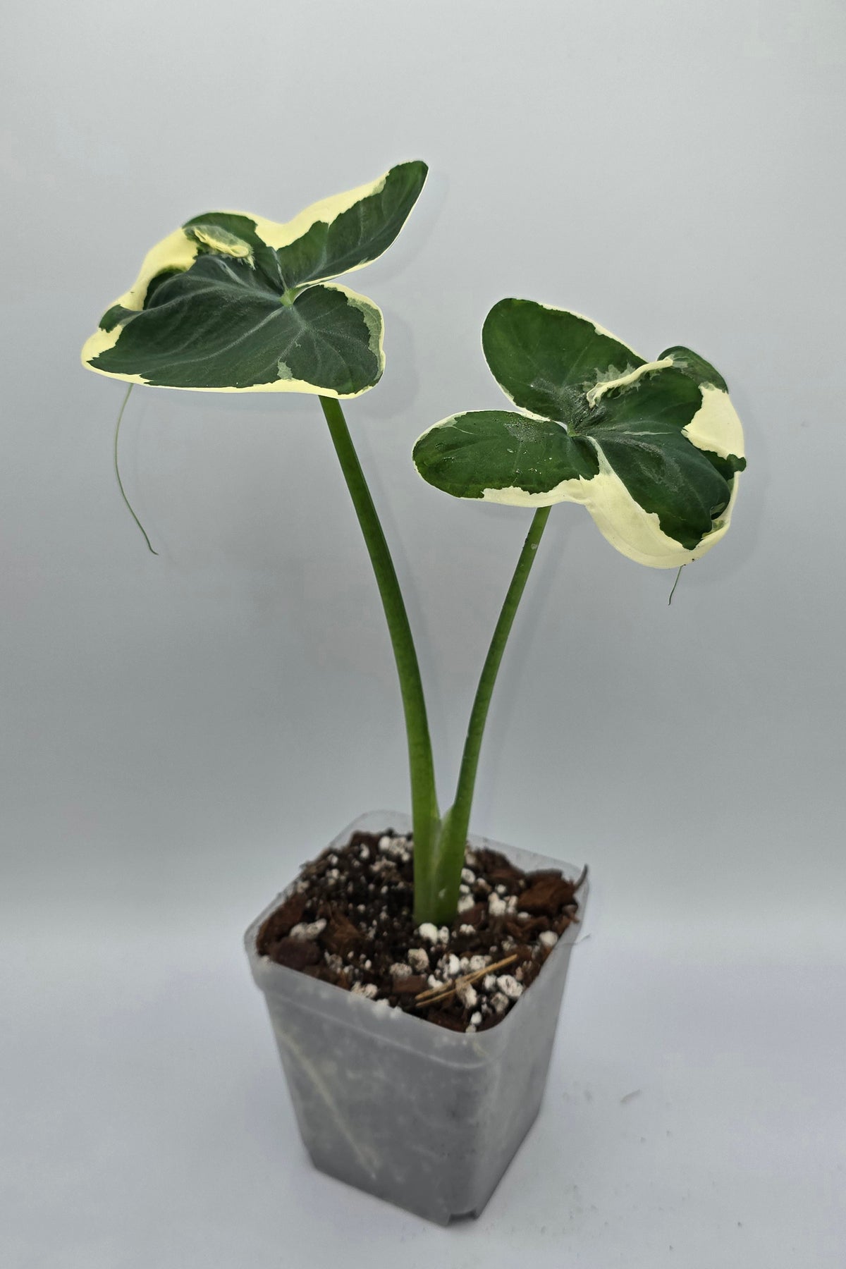 Xanthosoma Mickey Mouse Variegata | Alocasia Mickey Mouse