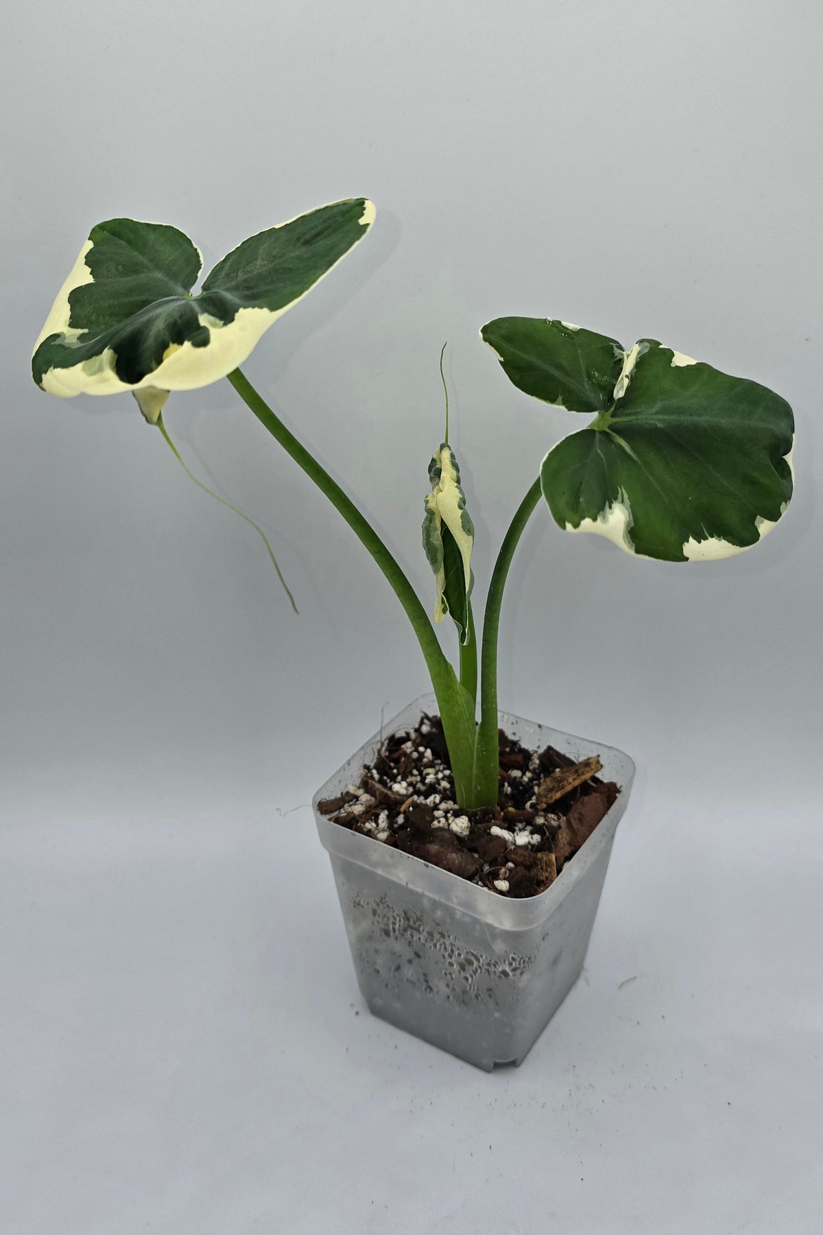 Xanthosoma Mickey Mouse Variegata | Alocasia Mickey Mouse