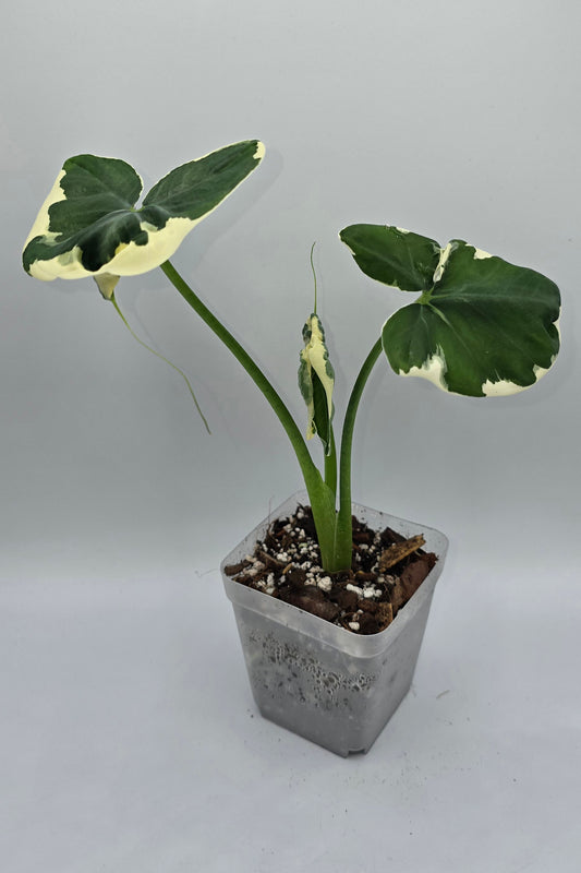 Xanthosoma Mickey Mouse Variegata | Alocasia Mickey Mouse