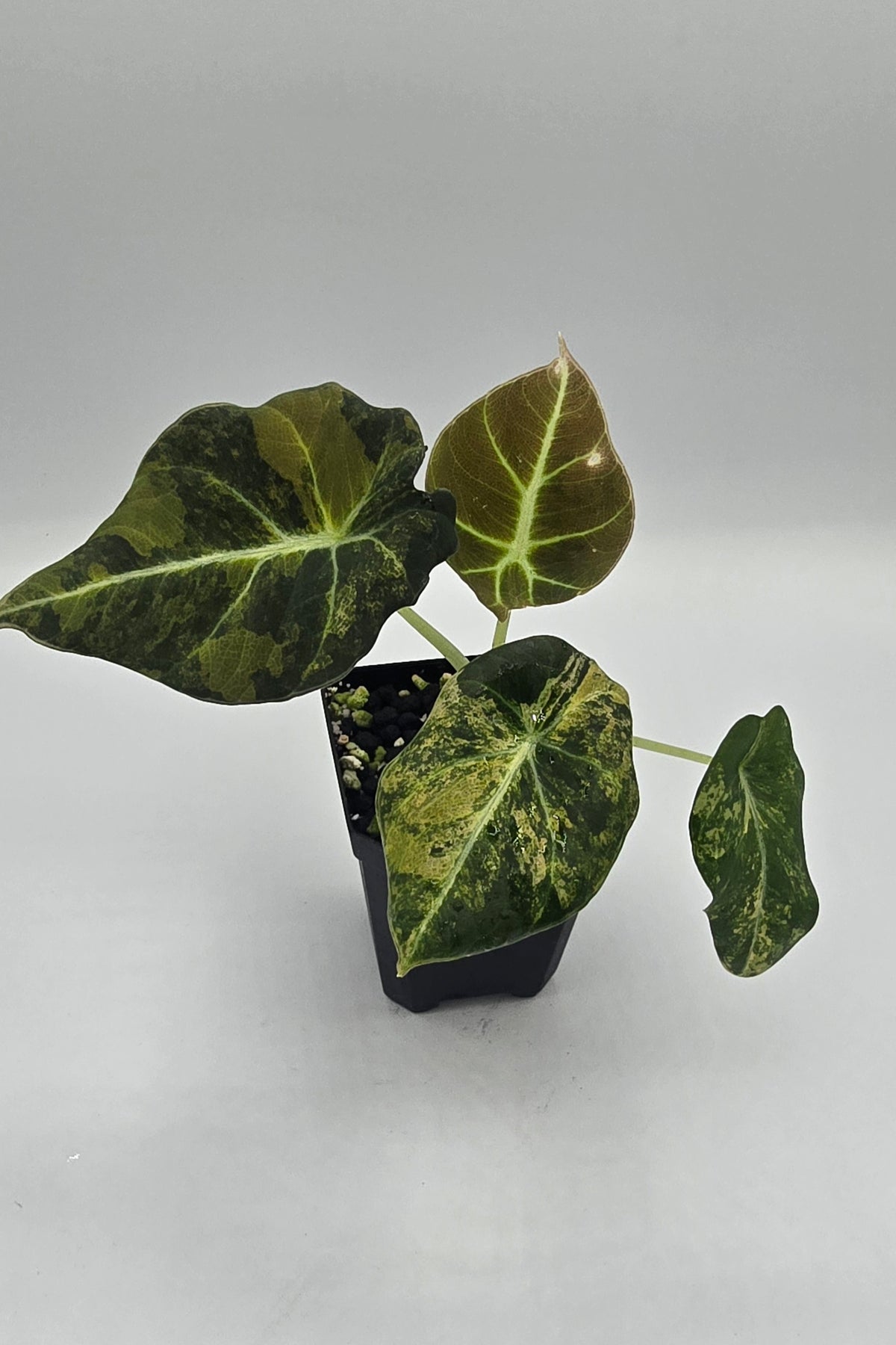 Alocasia Black Velvet Aurea Variegata
