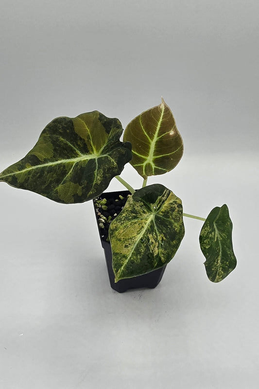 Alocasia Black Velvet Aurea Variegata