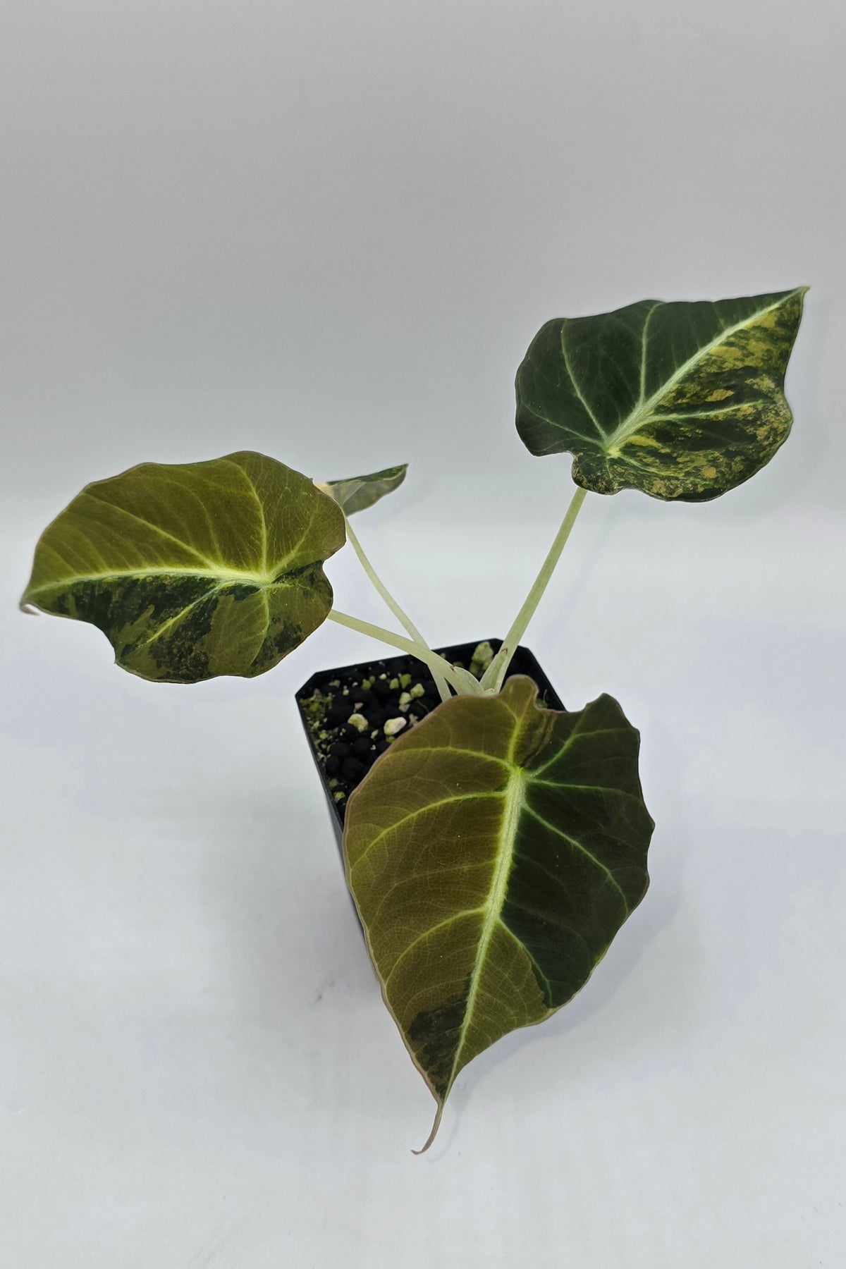 Alocasia Black Velvet Aurea Variegata