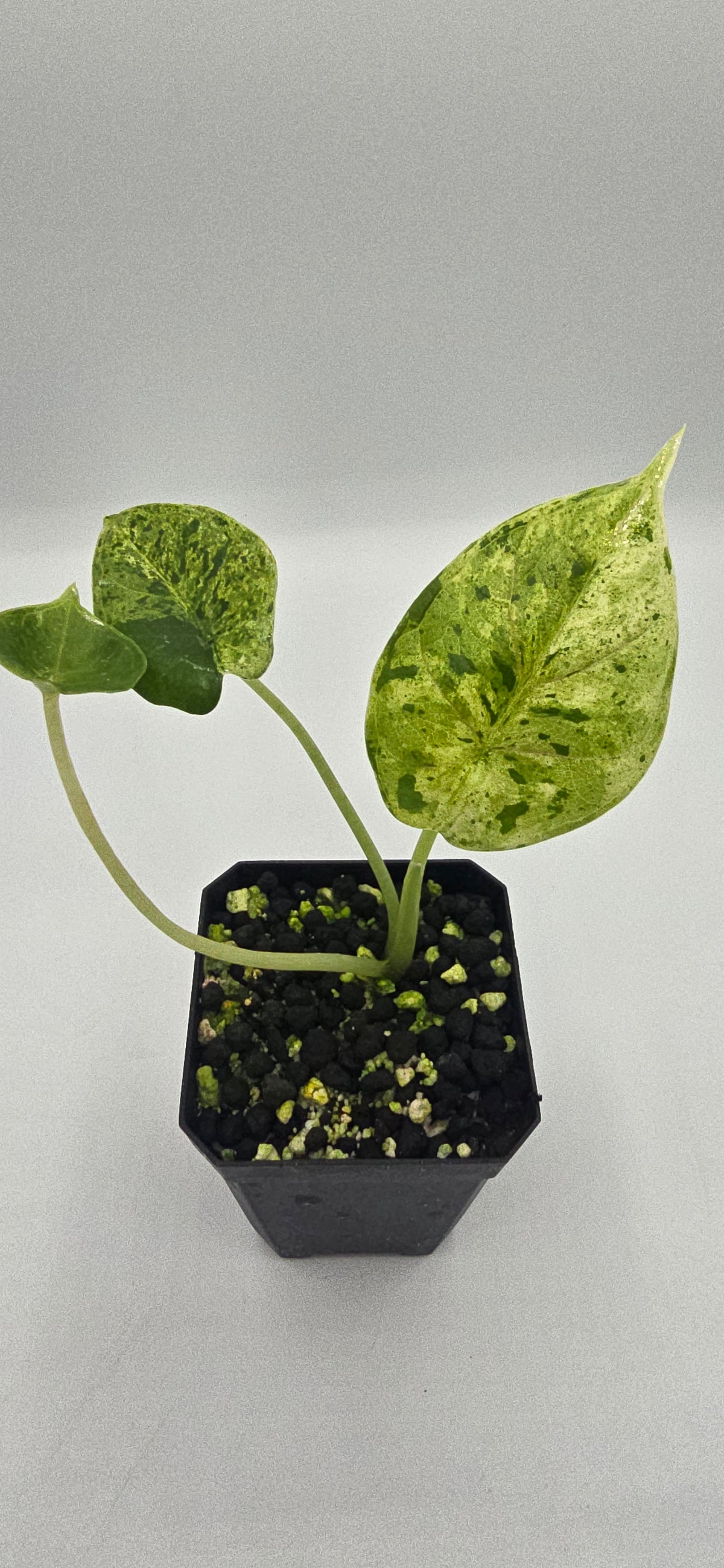Alocasia Dragon Scale Mint Variegata