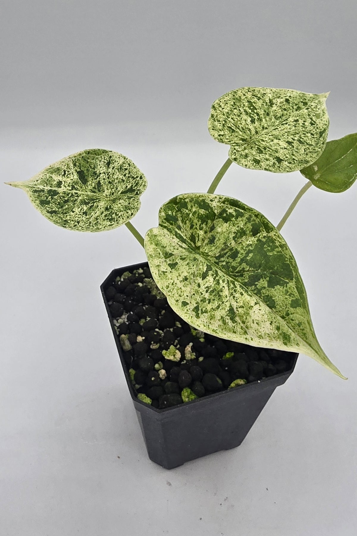Alocasia Dragon Scale Mint Variegata