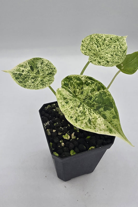 Alocasia Dragon Scale Mint Variegata