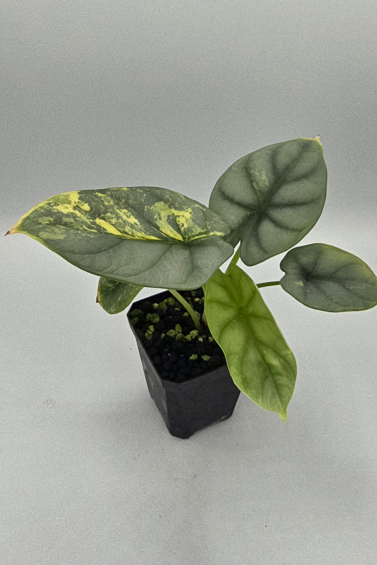 Alocasia Silver Dragon Aurea Variegata