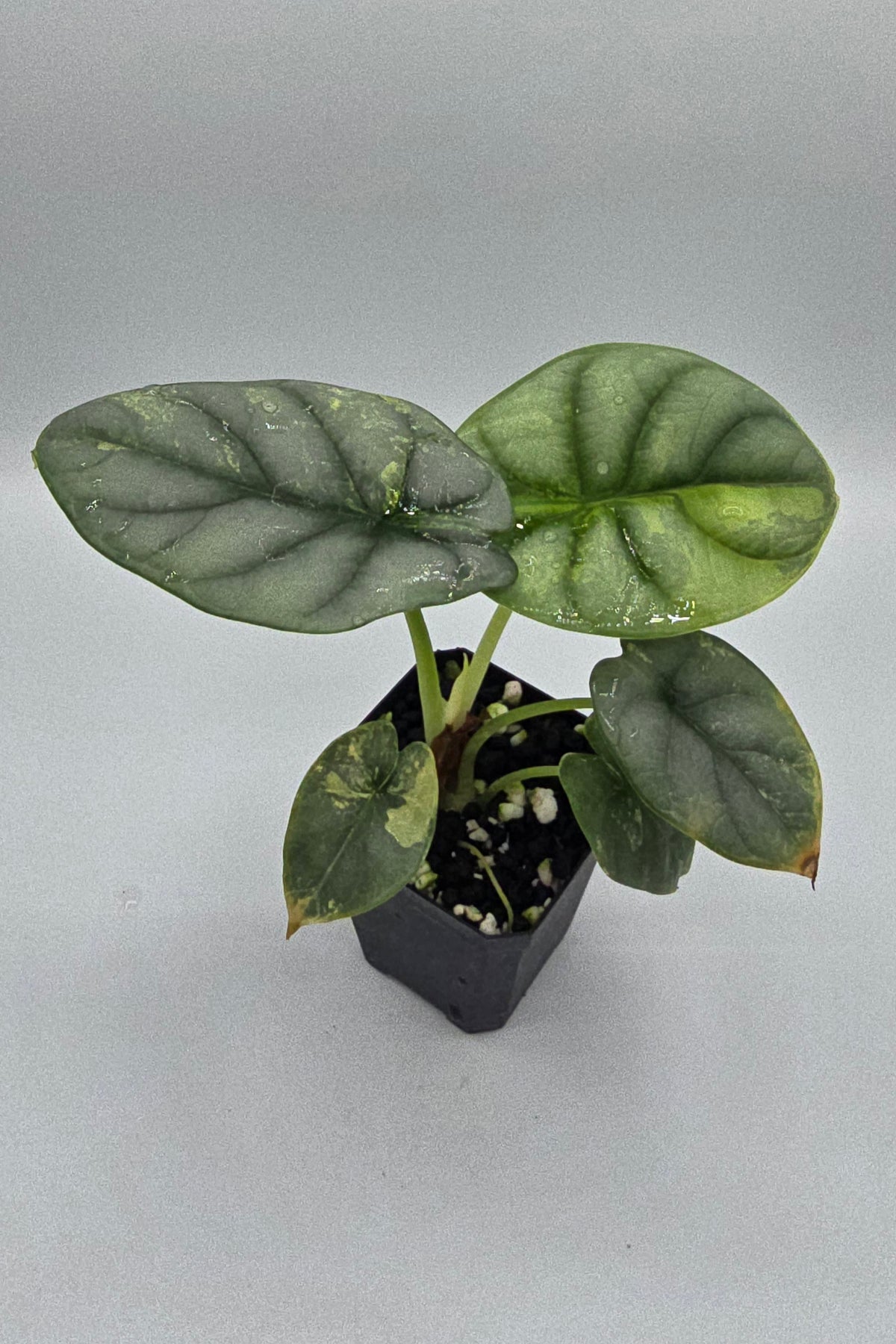 Alocasia Silver Dragon Aurea Variegata
