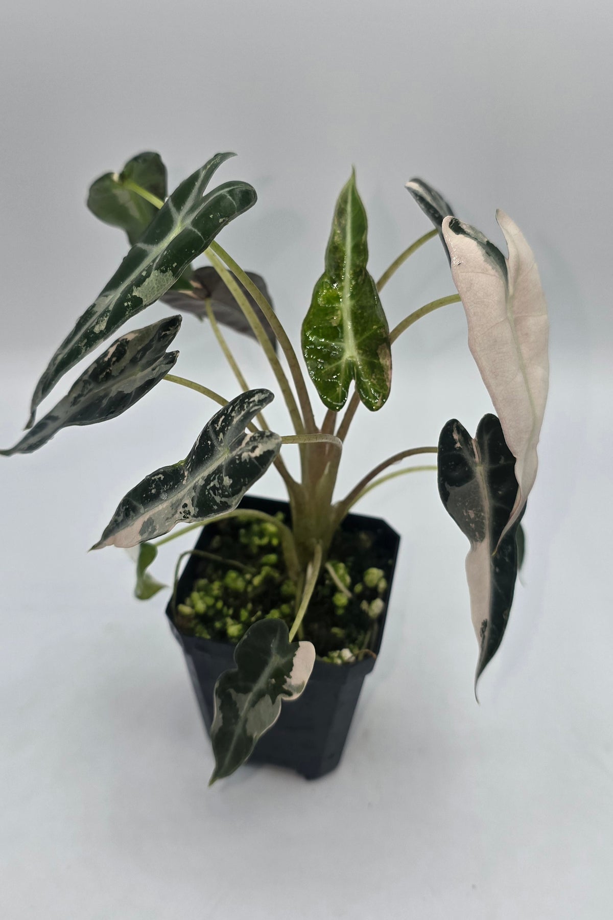 Alocasia Bambino Pink Variegata