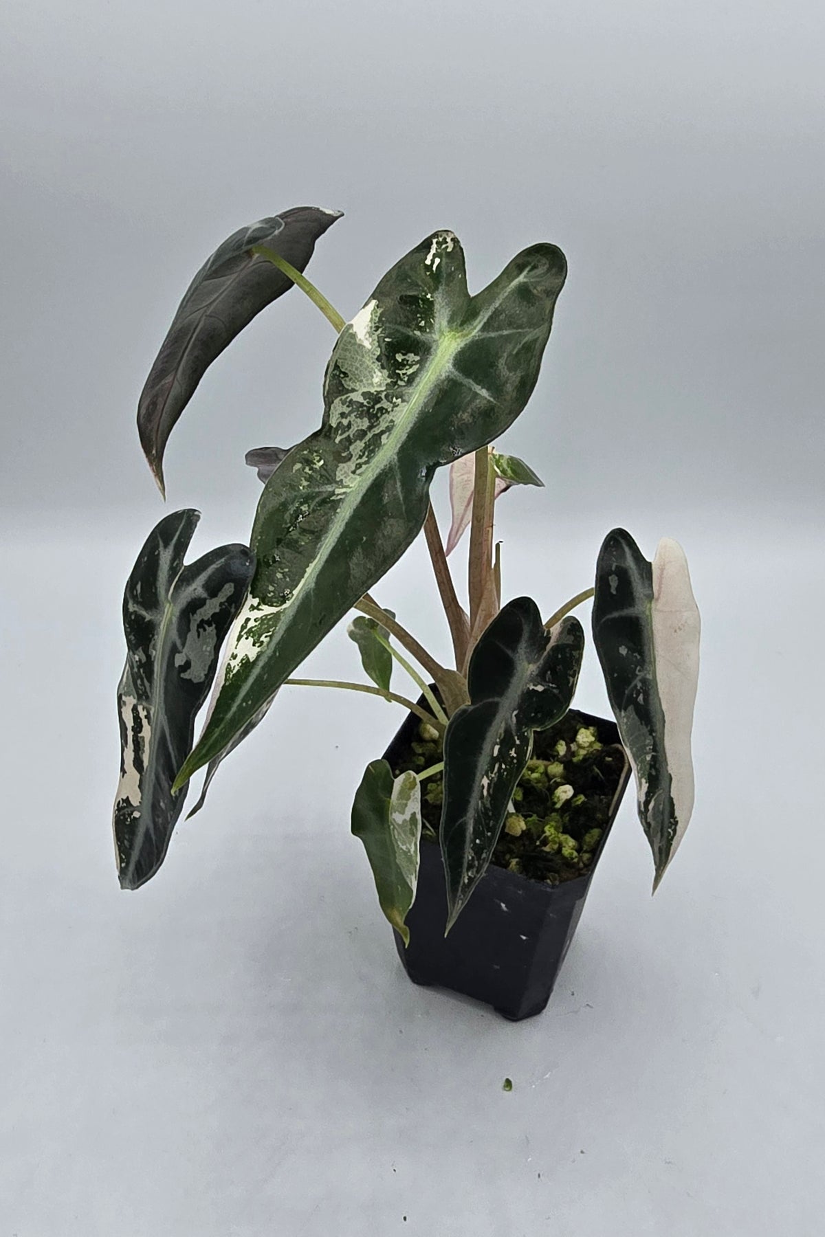 Alocasia Bambino Pink Variegata