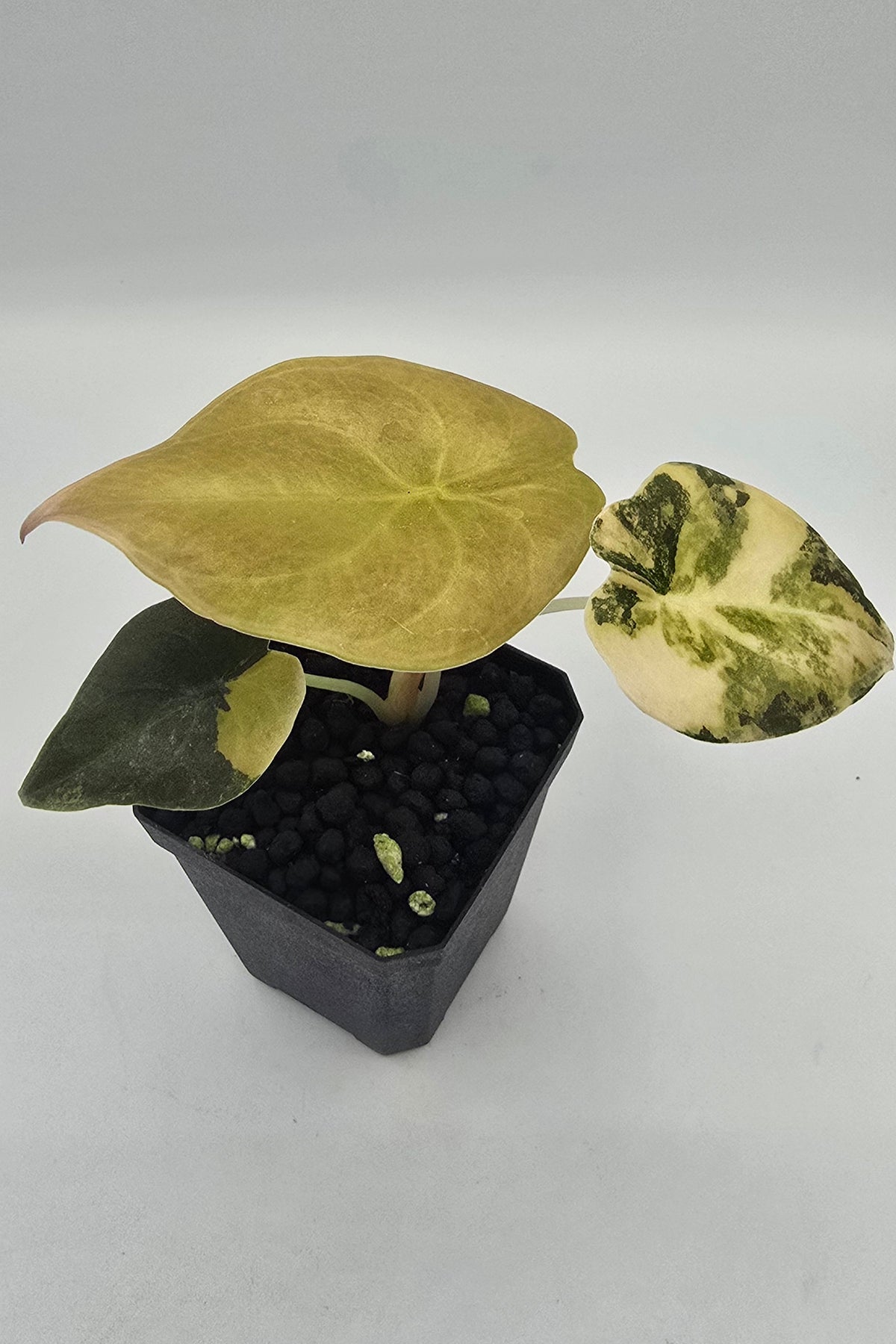 Alocasia Cuprea Golden Latte Variegata