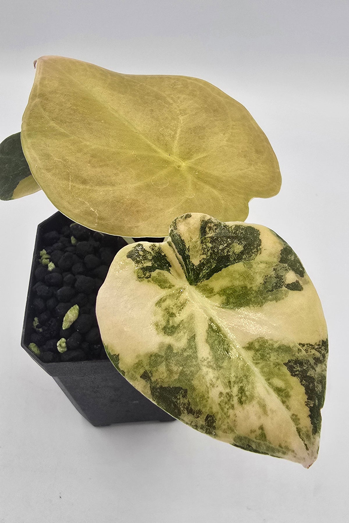 Alocasia Cuprea Golden Latte Variegata
