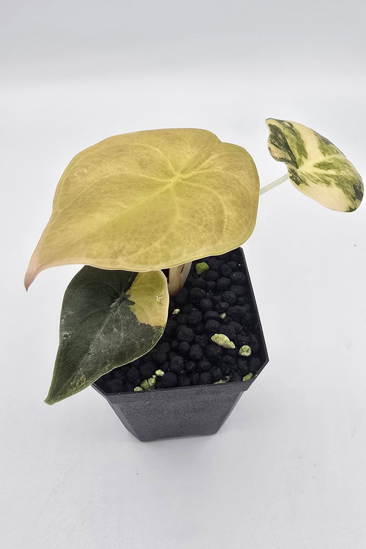 Alocasia Cuprea Golden Latte Variegata