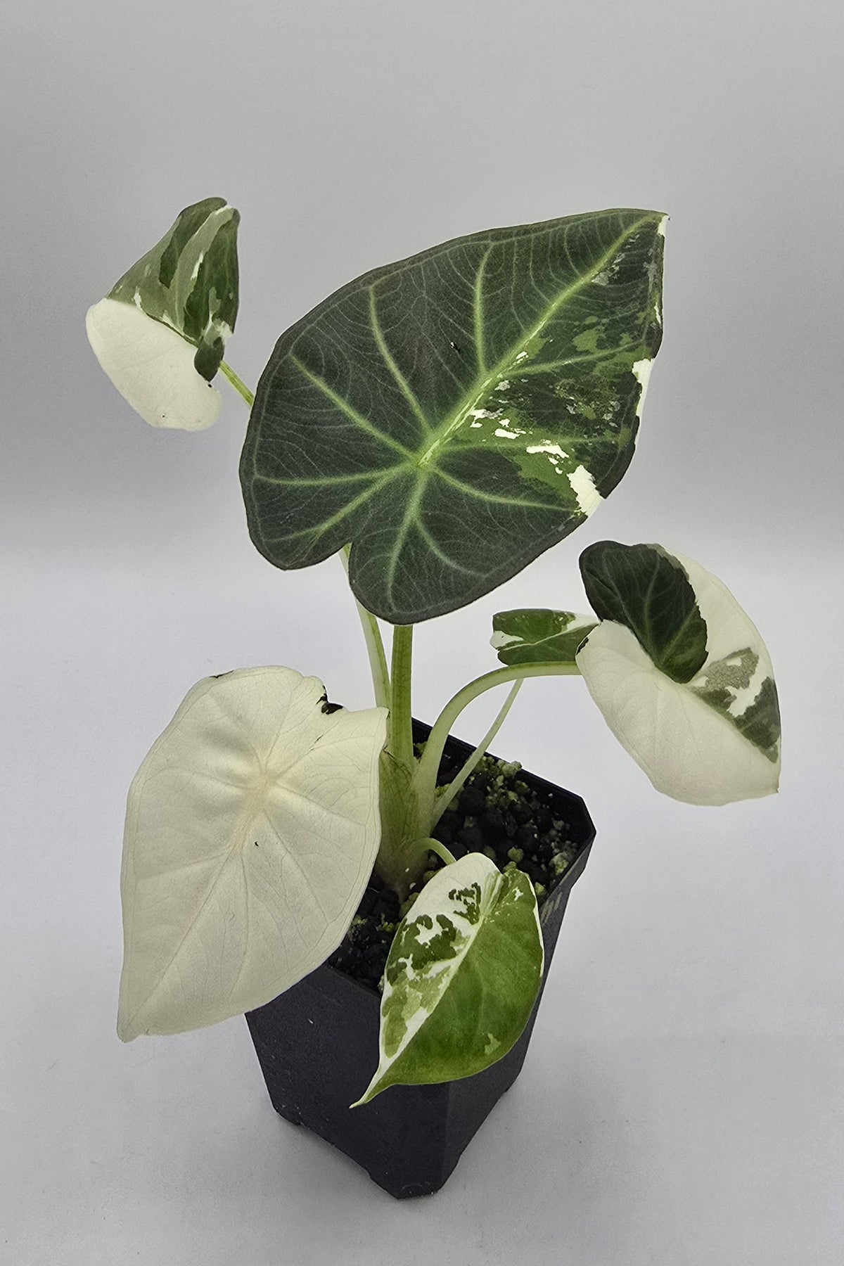 Alocasia Regal Shield Albo Variegata