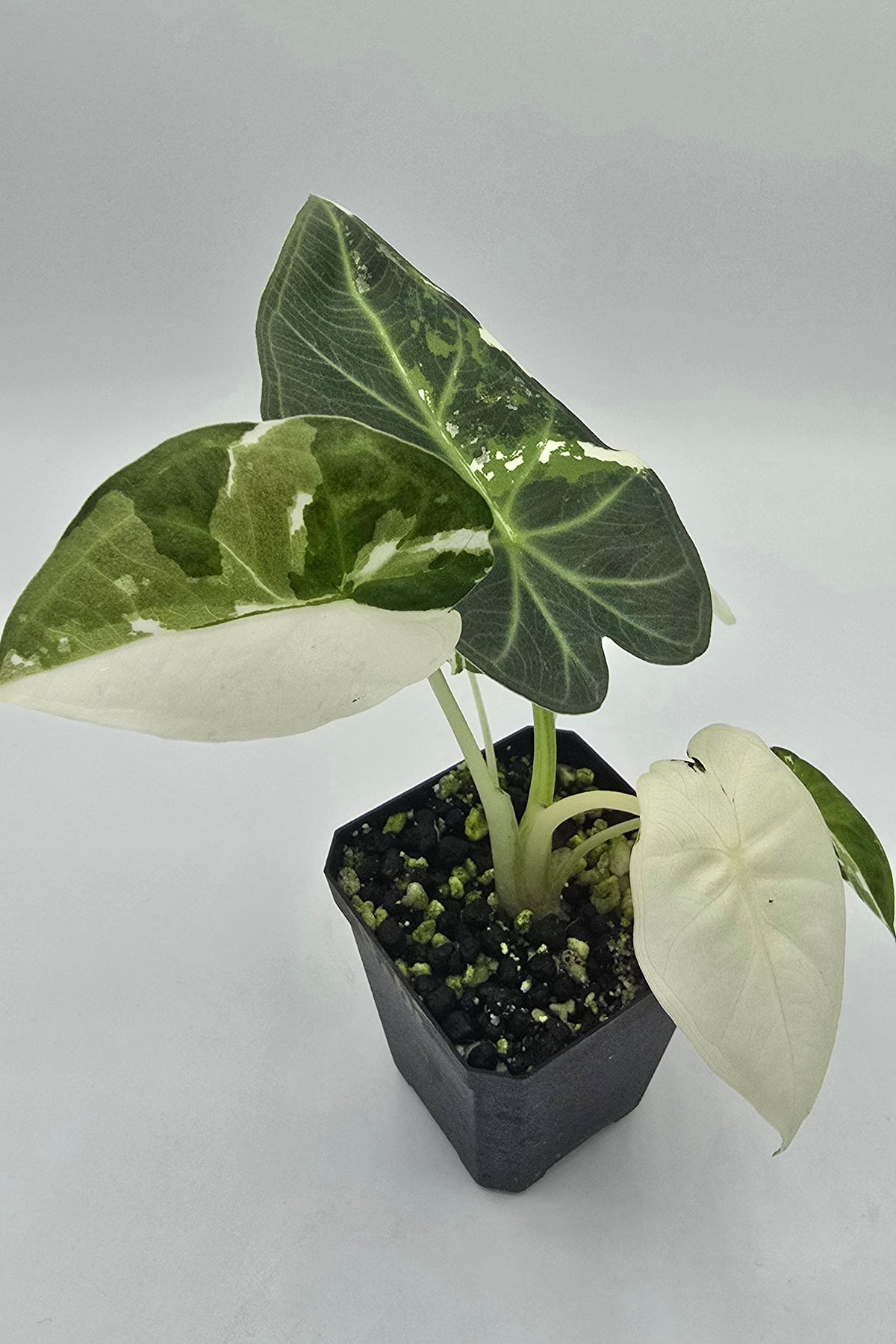 Alocasia Regal Shield Albo Variegata