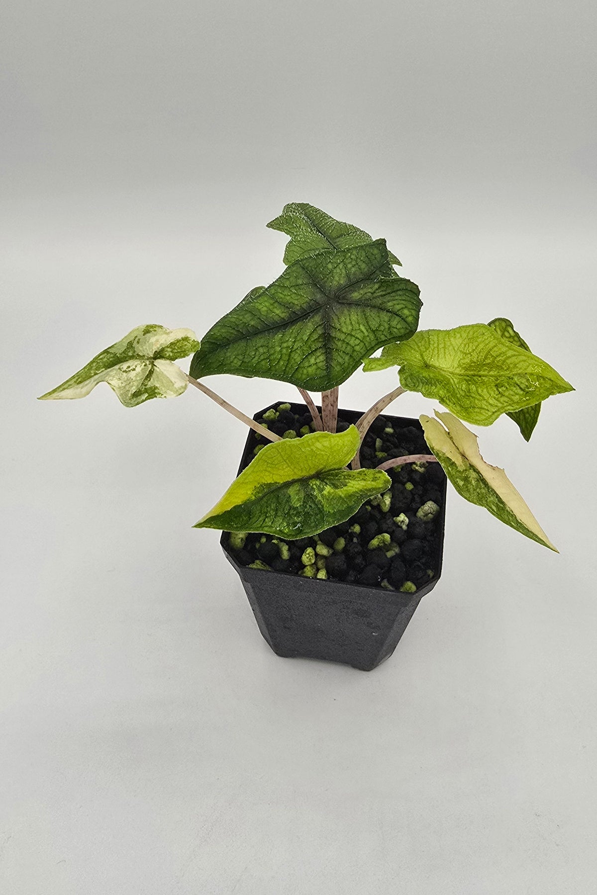 Alocasia Jacklyn Aurea Variegata - 2 Pflanzen im Topf