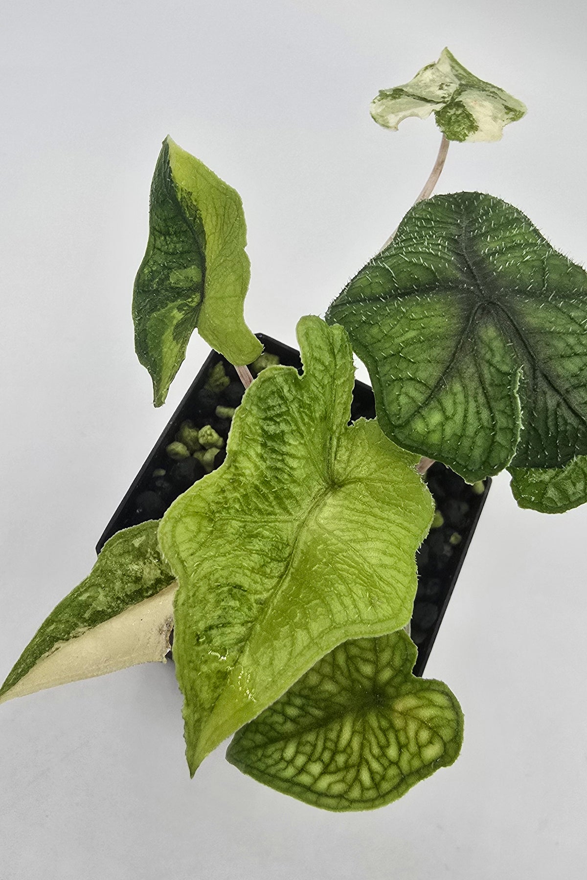 Alocasia Jacklyn Aurea Variegata - 2 Pflanzen im Topf