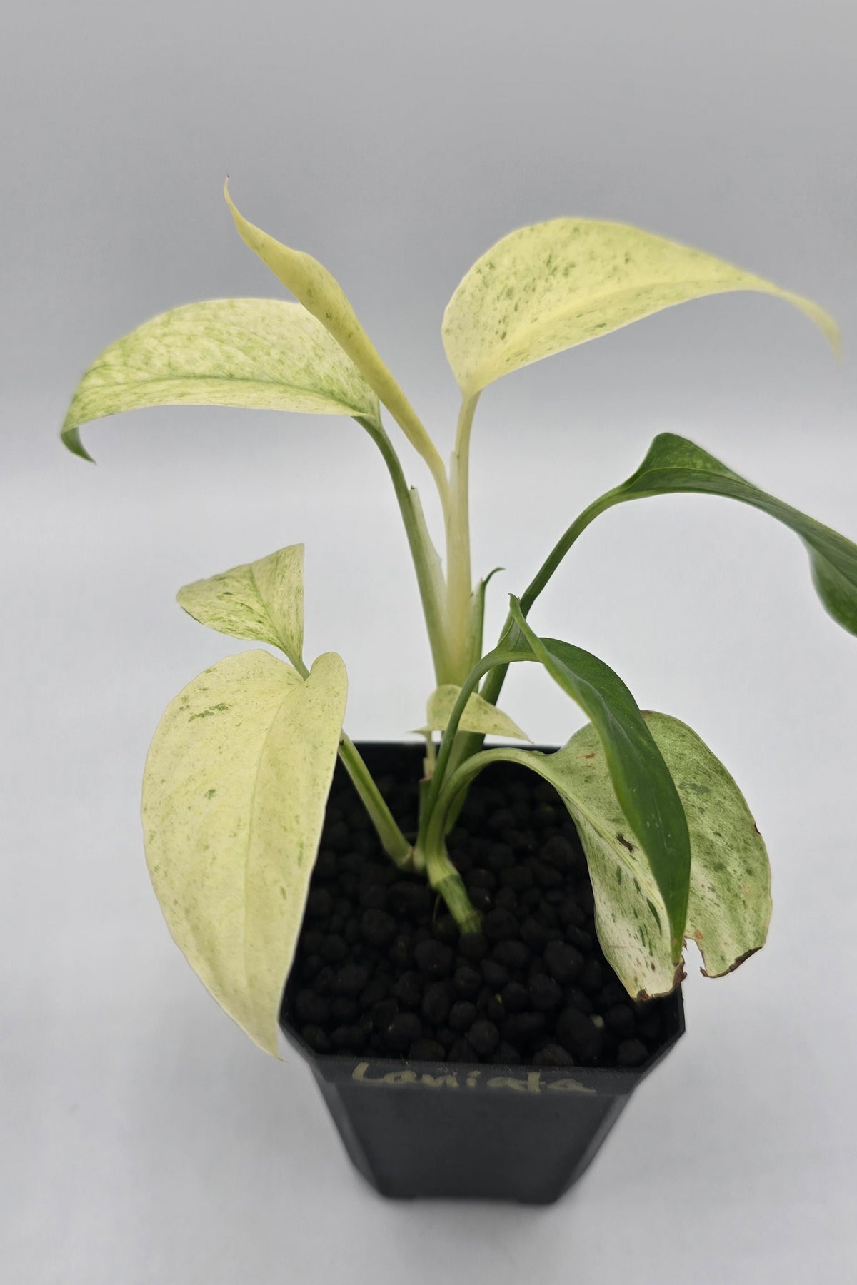 Monstera Laniata Mint Variegata - 3 Triebe