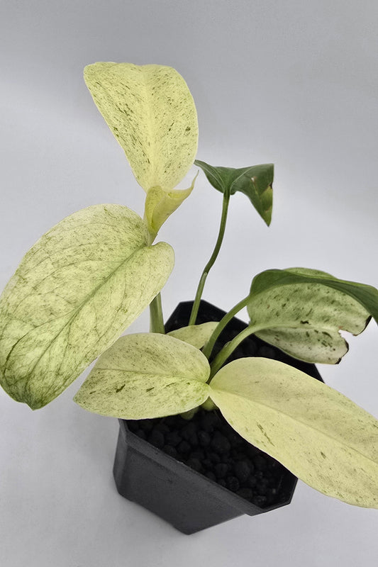 Monstera Laniata Mint Variegata - 3 Triebe