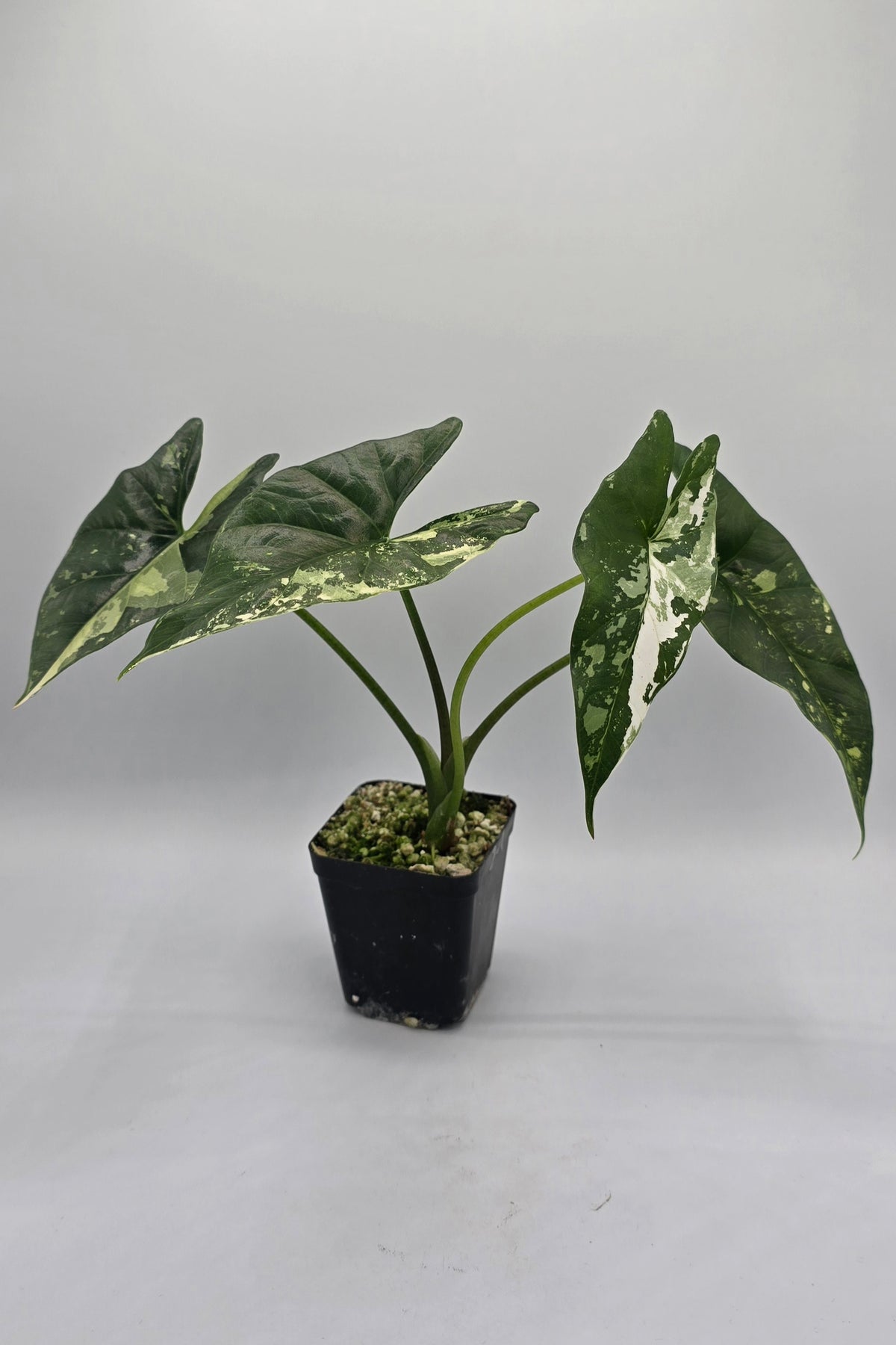 Alocasia Simpo Albo Variegata