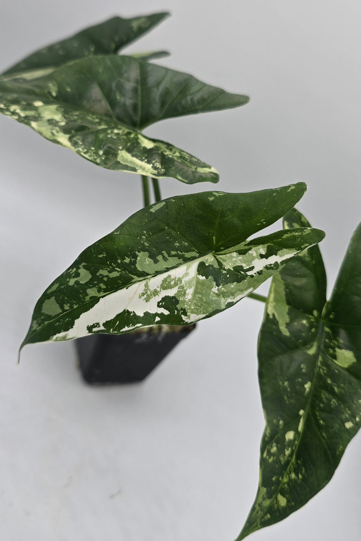 Alocasia Simpo Albo Variegata