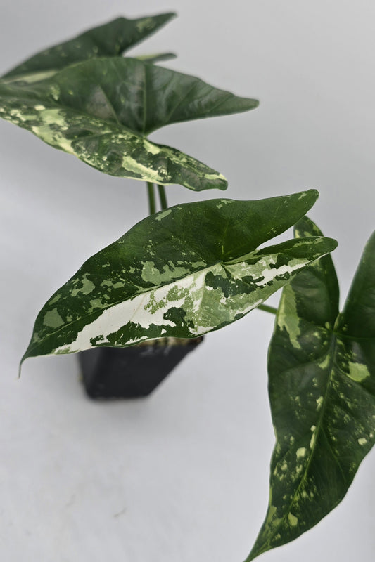 Alocasia Simpo Albo Variegata