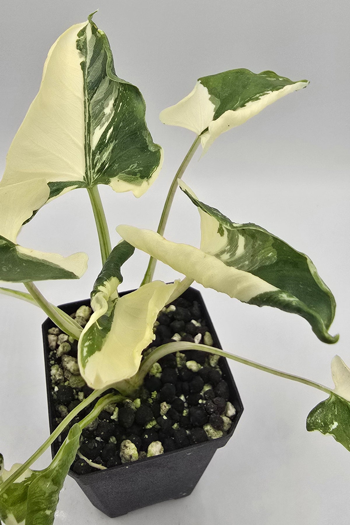 Sale Alocasia Triangularis Crinkle Variegata