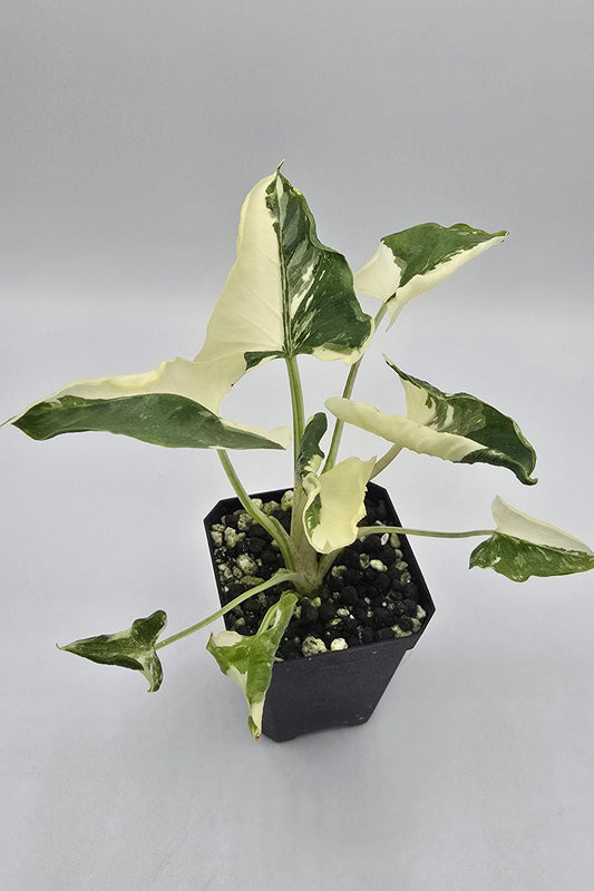 Sale Alocasia Triangularis Crinkle Variegata