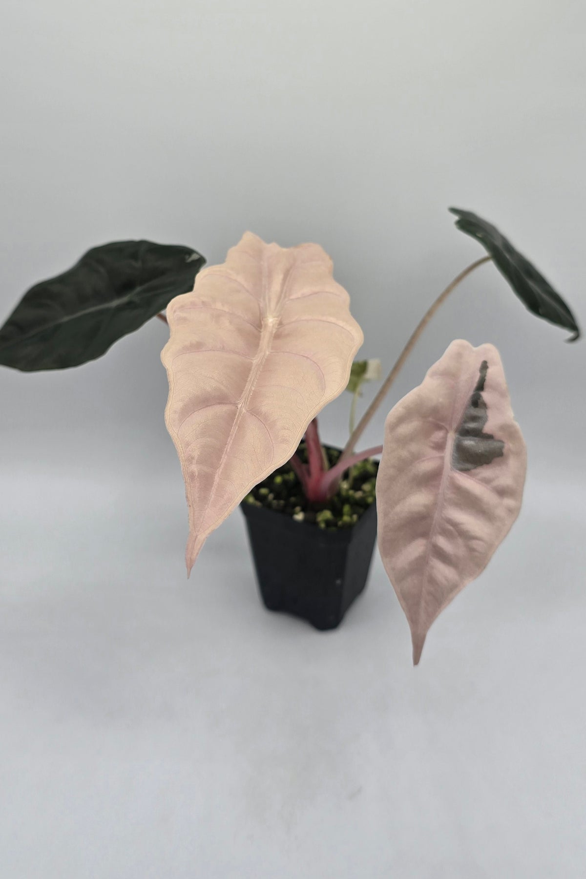 Alocasia Chantrieri Pink Variegata