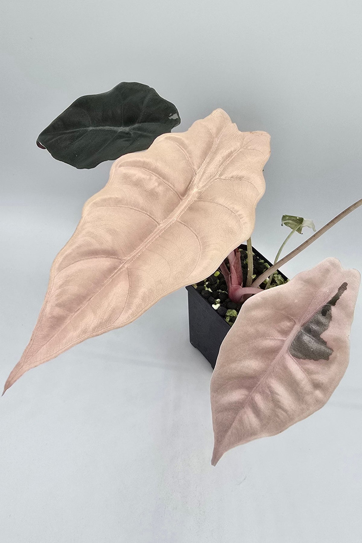 Alocasia Chantrieri Pink Variegata
